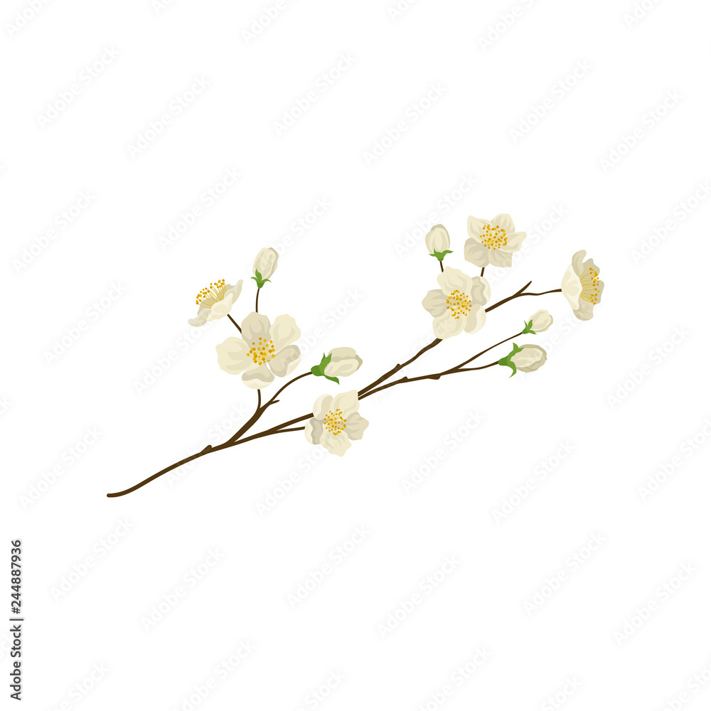 Detailed flat vector icon of branch with small white flowers. Flowering twig of pear tree. Nature theme