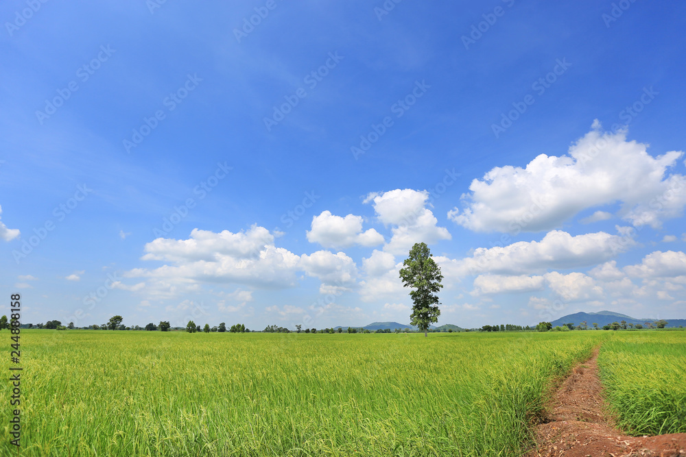 Beautiful puffy cloud on blue sky in young green paddy rice field and tree. Landscape summer scene background.