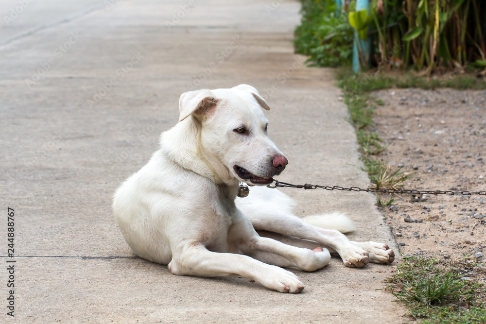 Close up portrait of a stray dog on side walk,vagrant dog Close up portrait of a stray dog on side walk,vagrant dog