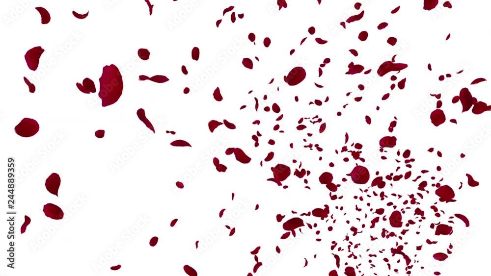 Rose petals Red fluttering Rose petals Red fluttering