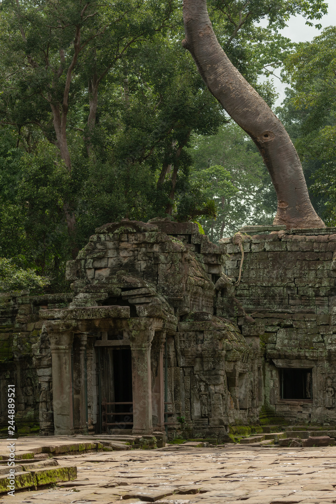 Tree grows above entrance to ruined temple