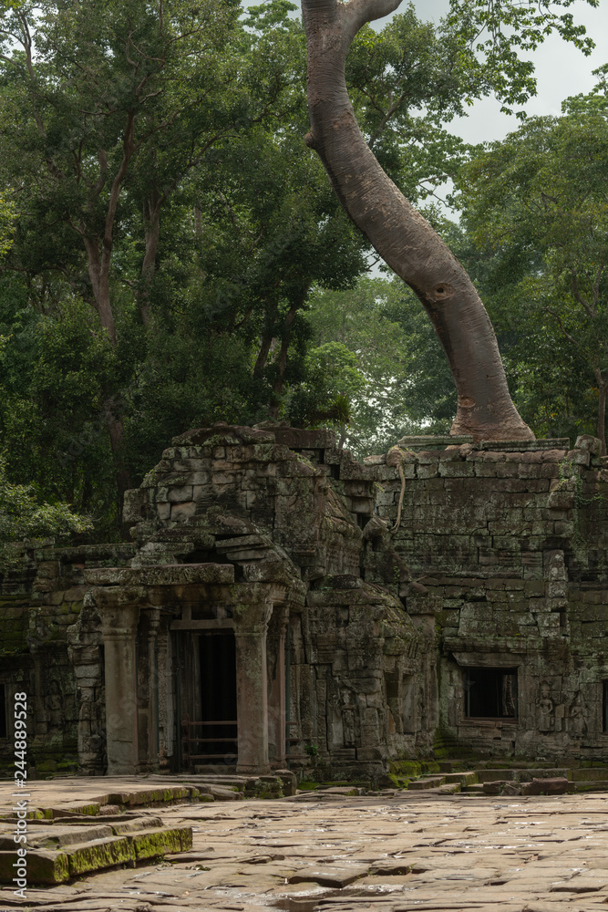 Tree grows above ruins of temple entrance