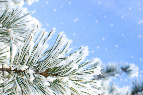 Frozen covered with snow and frost tree branch.