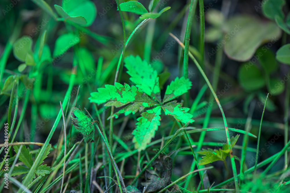 Green leaves in meadow covered with toxic, green paint. Polluted nature during road construction works Green leaves in meadow covered with toxic, green paint. Polluted nature during road construction works