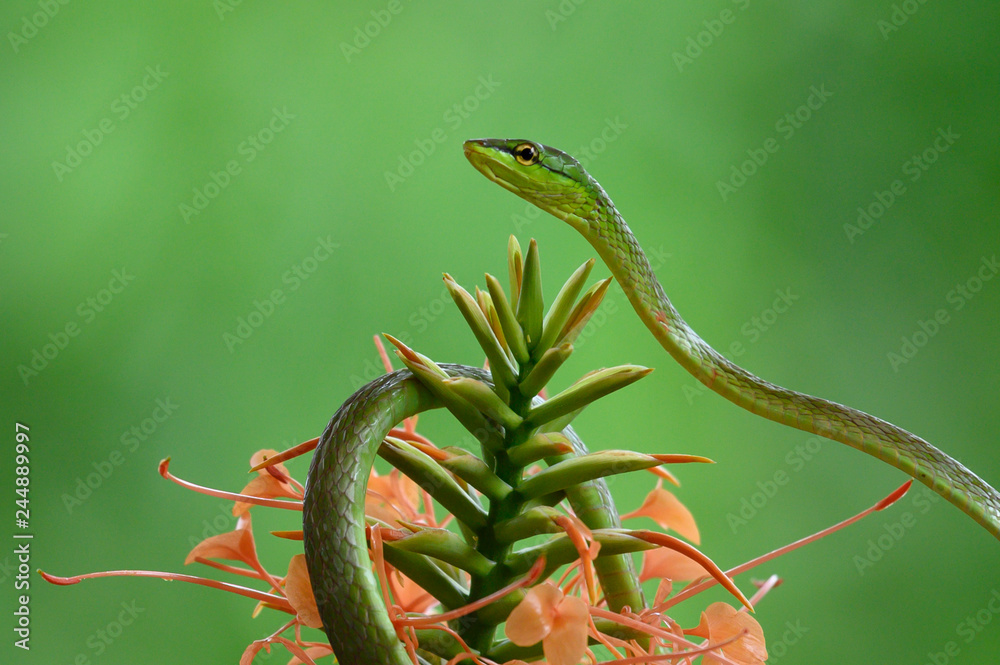 Obraz premium Full body shot of a Green Vine Snake (Oxybelis fulgidus), photographed on Barro Colorado Island, Panama