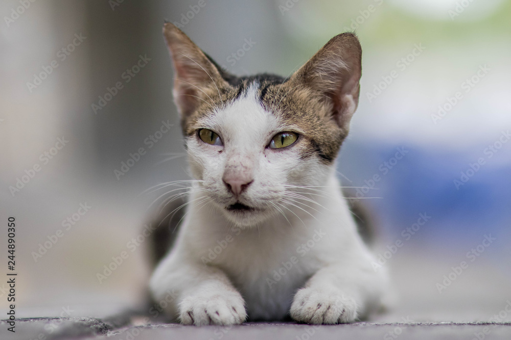 cat with eyes on blue background