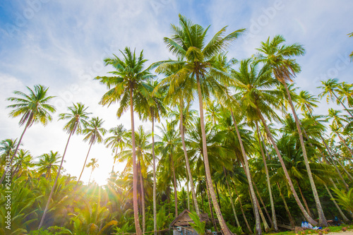 Coconut palm tree on sea beach sunrise morning blue sky © themorningglory