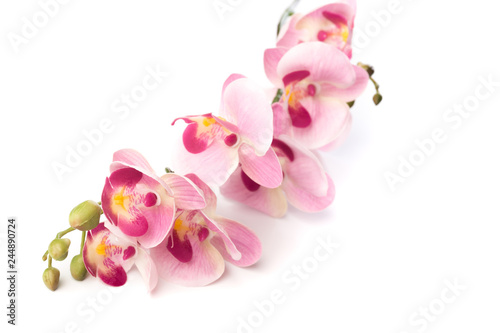 beautiful pink Phalaenopsis orchid flowers  isolated on white background - Image.
