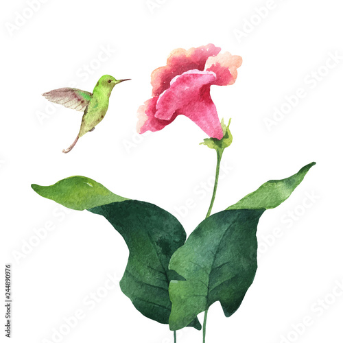 Watercolor vector card tropical leaves, hummingbird and flowers isolated on white background.