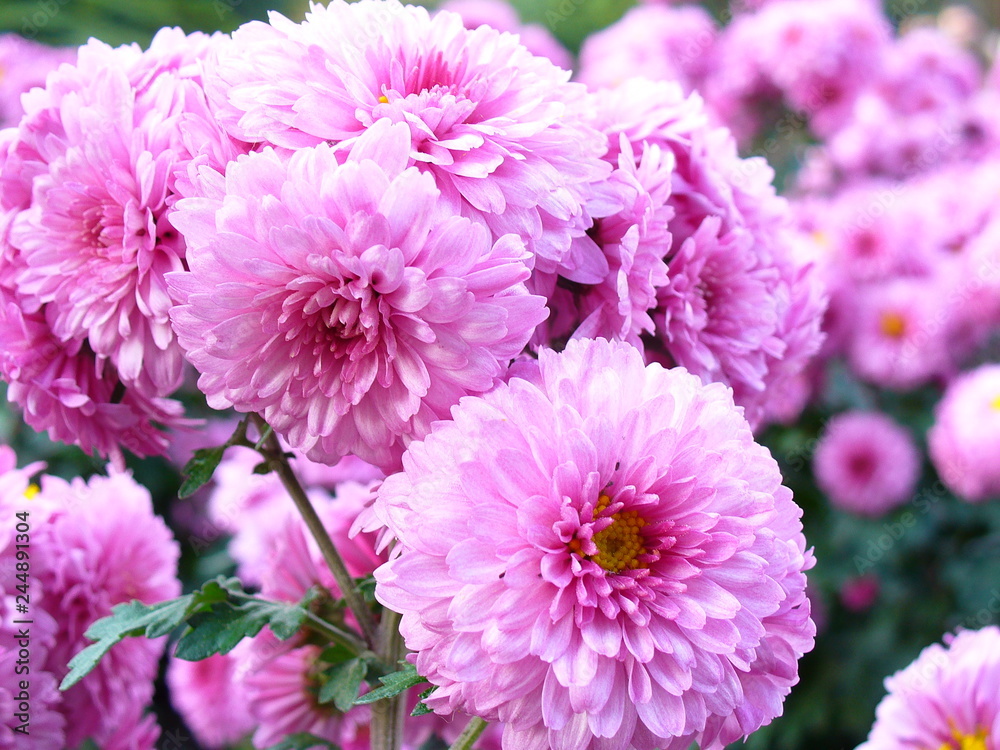 Beautiful flowers close-up Beautiful flowers close-up