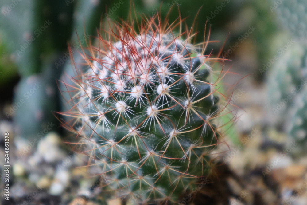 close up of cactus close up of cactus