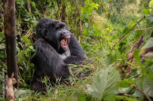 Wild mountain gorilla in the nature habitat. Very rare and endangered animal close up. African wildlife.Big and charismatic creature. Mountain gorillas. Gorilla beringei beringei.