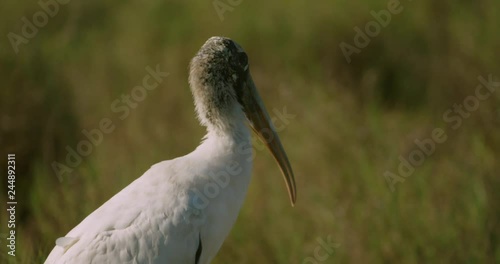 Wood Stork close-up
 photo