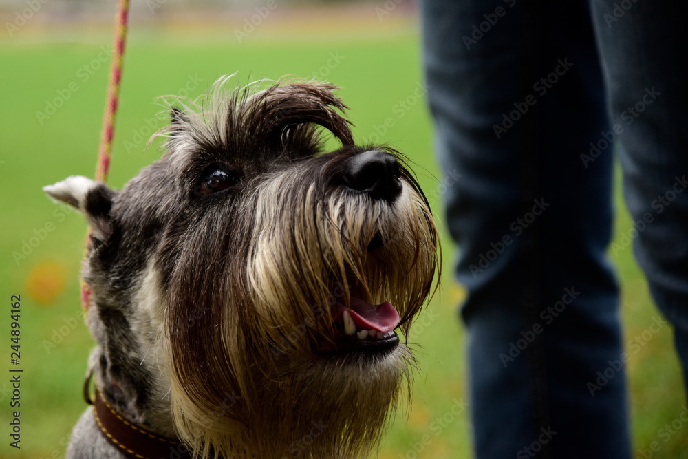 Portrait mini Schnauzer with interesting eyes outdoors Portrait mini Schnauzer with interesting eyes outdoors