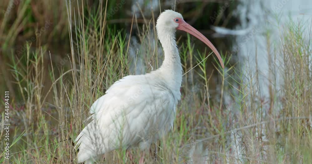 White Ibis bobbing his head up and own on shore of wetland grasses as he looks for food