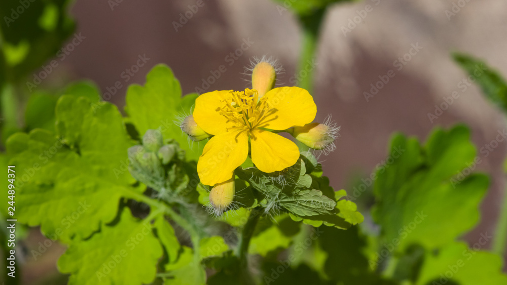 Flower of greater celandine or tetterwort, Chelidonium majus, macro, selective focus, shallow DOF Flower of greater celandine or tetterwort, Chelidonium majus, macro, selective focus, shallow DOF