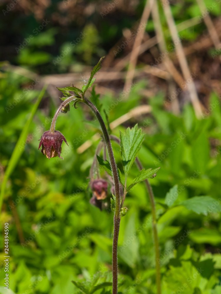 Water avens, geum rivale flowers on stem macro with bokeh background, selective focus, shallow DOF Water avens, geum rivale flowers on stem macro with bokeh background, selective focus, shallow DOF