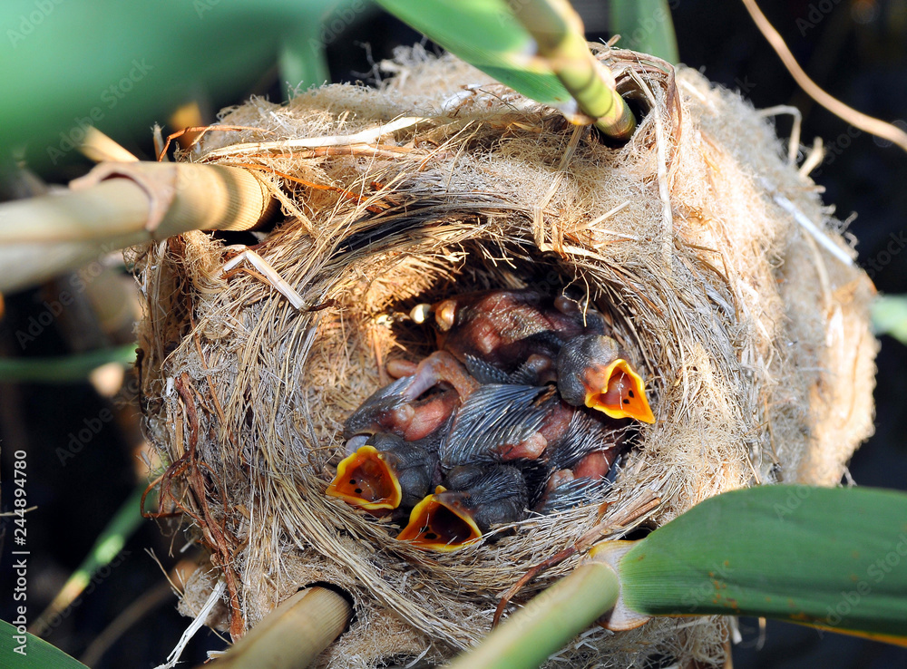 Fototapeta premium Newborn baby birds in the nest are asking for food. Fauna of Marmaris/Mugla Aegea and Mediterranean Sea region. (Shallow depth of field, close-up).