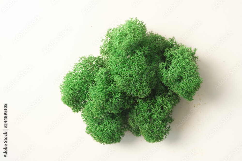 Obraz premium Color moss on white background