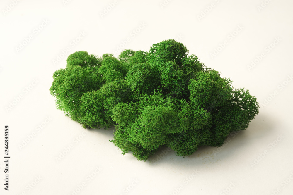 Color moss on white background Color moss on white background