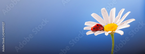 ladybird on camomile flower, ladybug on blue background