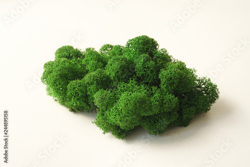Color moss on white background