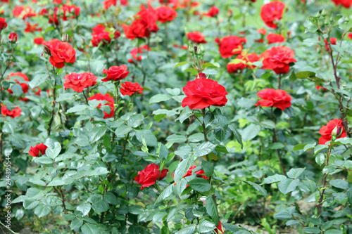 red roses flower garden spring season