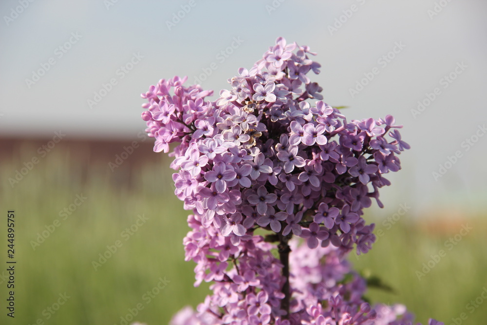 Obraz premium Lilac