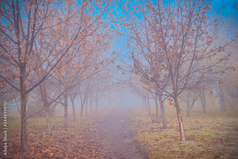 Park in the fog. Ukraine