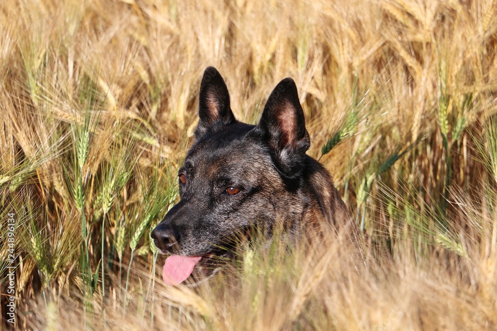 belgian shepherd portrait in a corn field belgian shepherd portrait in a corn field