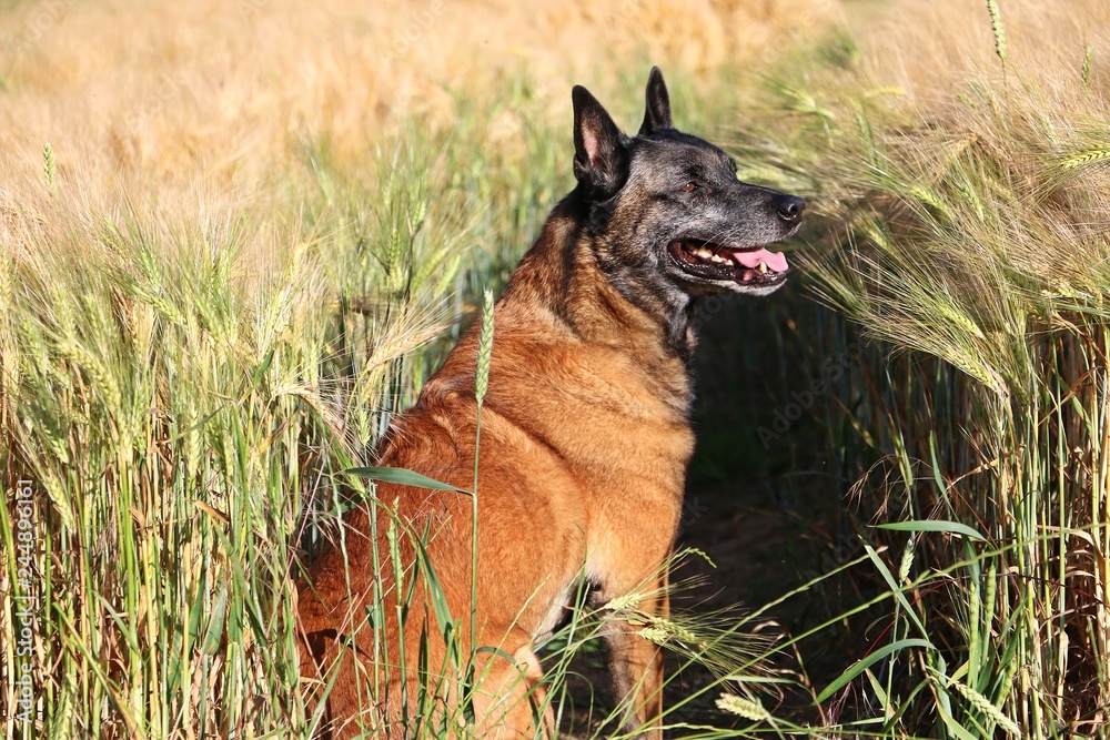 belgian shepherd portrait in a corn field belgian shepherd portrait in a corn field
