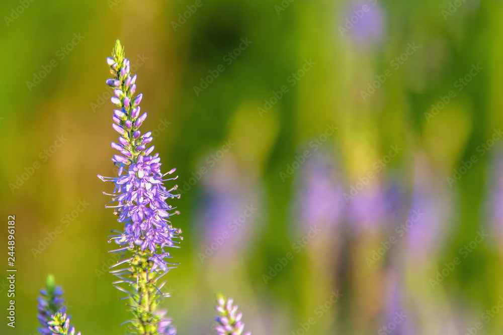 Flowers Veronica. Veronica - genus of flowering plants in the family plantaginaceae Flowers Veronica. Veronica - genus of flowering plants in the family plantaginaceae