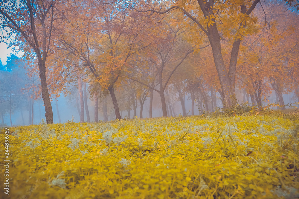 Park in the fog. Ukraine Park in the fog. Ukraine