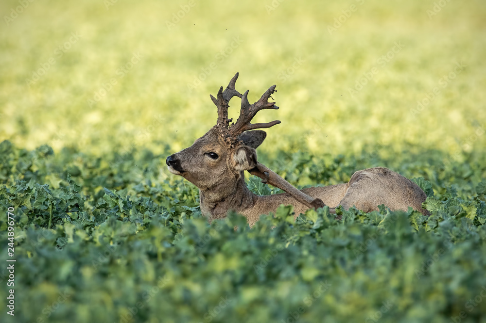 Roe deer, capreolus capreolus, buck scratching on rapeseed oil, brassica napus, field. Wild deer in spring time. Wildlife scnery from nature