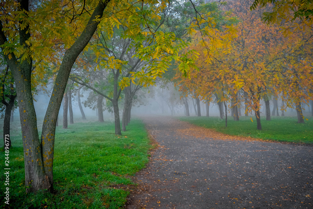 Park in the fog. Ukraine