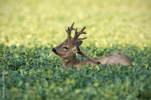 Obraz na płótnie Roe deer, capreolus capreolus, buck scratching on rapeseed oil, brassica napus, field. Wild deer in spring time. Wildlife scnery from nature w salonie
