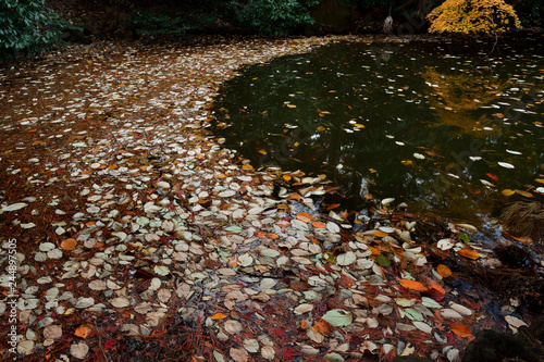 池の岸辺に吹き寄せられる落葉