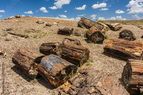 Crystal Forest, Petrified Forest National Park, Arizona, United States