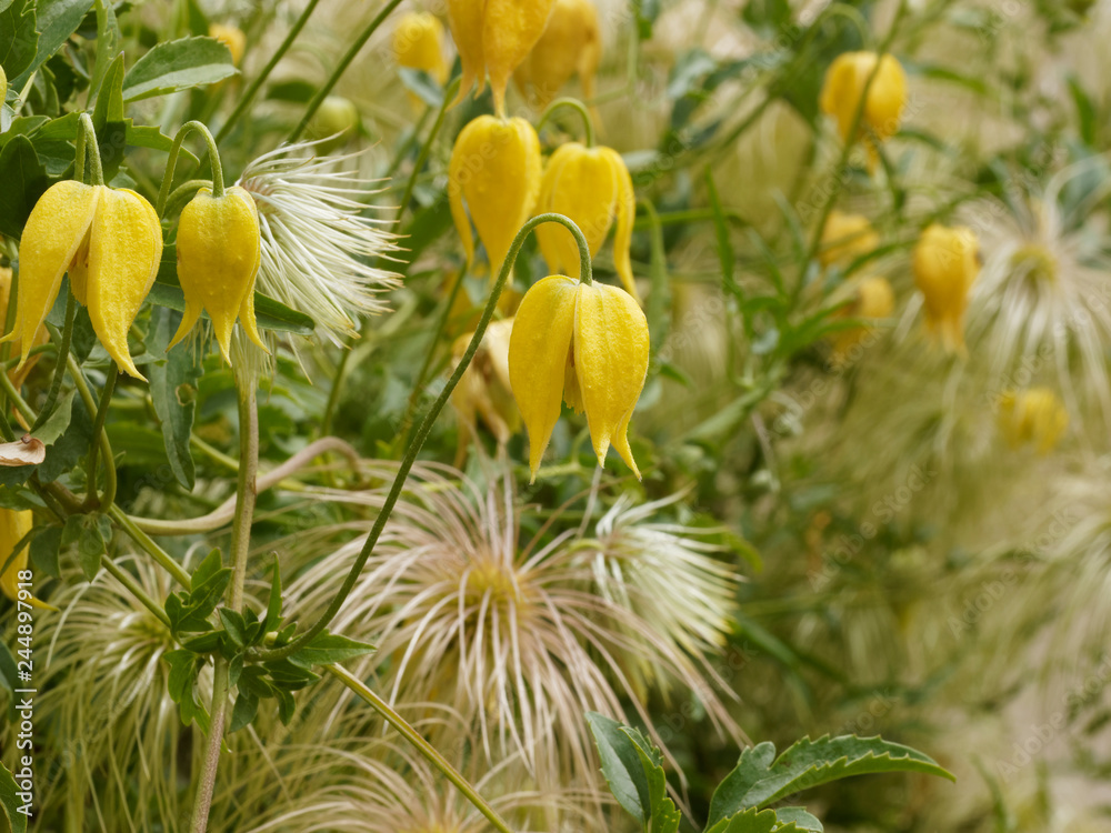 Photo Stock Clematis tangutica - Fleurs jaunes or en forme de clochettes  retombantes de Clématites tangoutes dorées | Adobe Stock