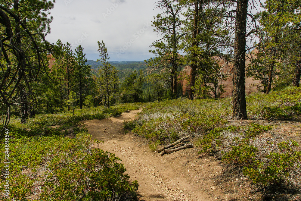 Obraz premium Sheep Creek-Swamp Canyon Connector Trail, Bryce Canyon National Park, Utah, United States