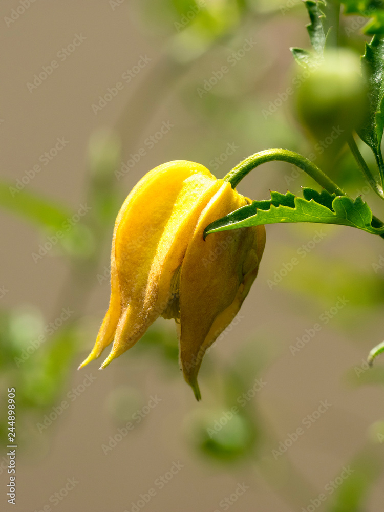 Clematis tangutica - Fleur jaune or en forme de clochette retombante de  Clématite tangoute dorée Photos | Adobe Stock