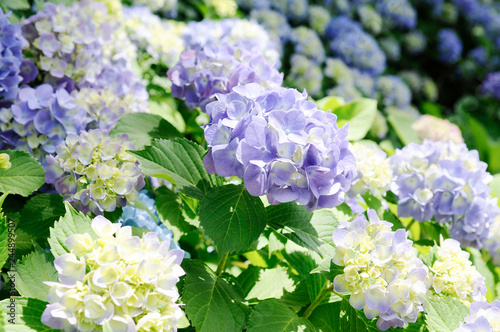アジサイの花