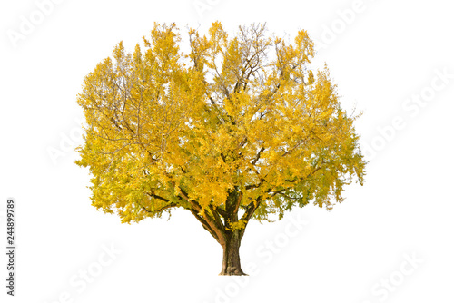 Ginkgo tree on white background - isolated