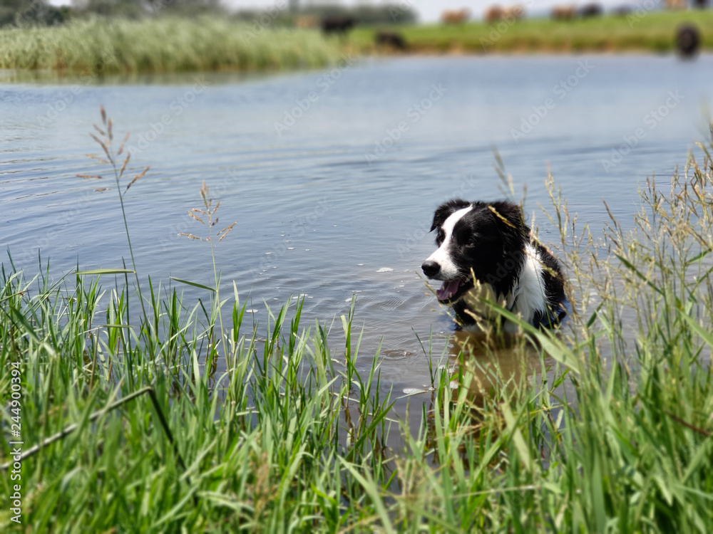 A Border Collie dog cooling off in a lake edged with long green grass. A Border Collie dog cooling off in a lake edged with long green grass.
