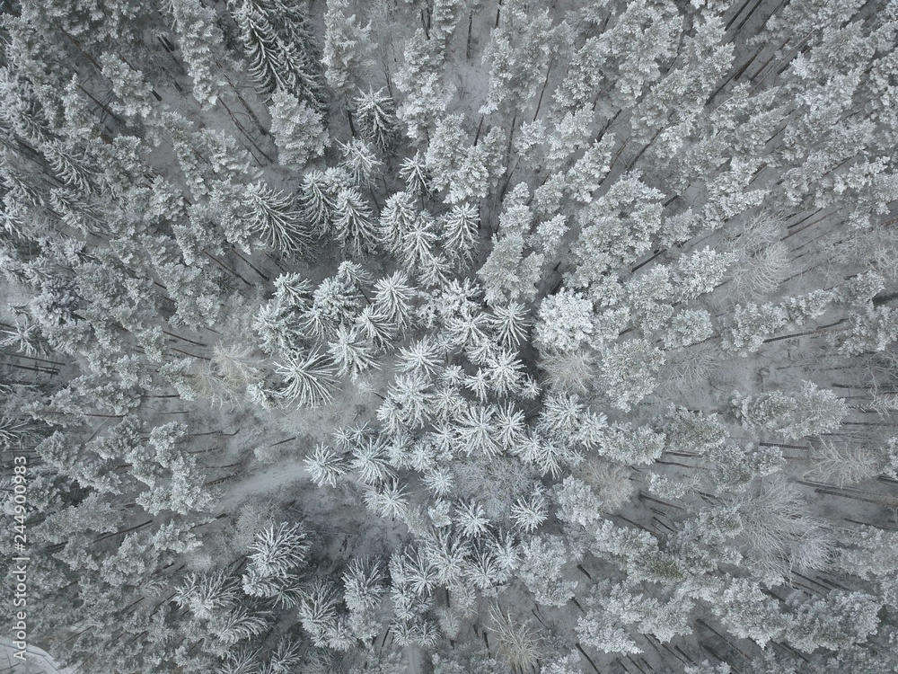 Fototapeta premium Winter forest