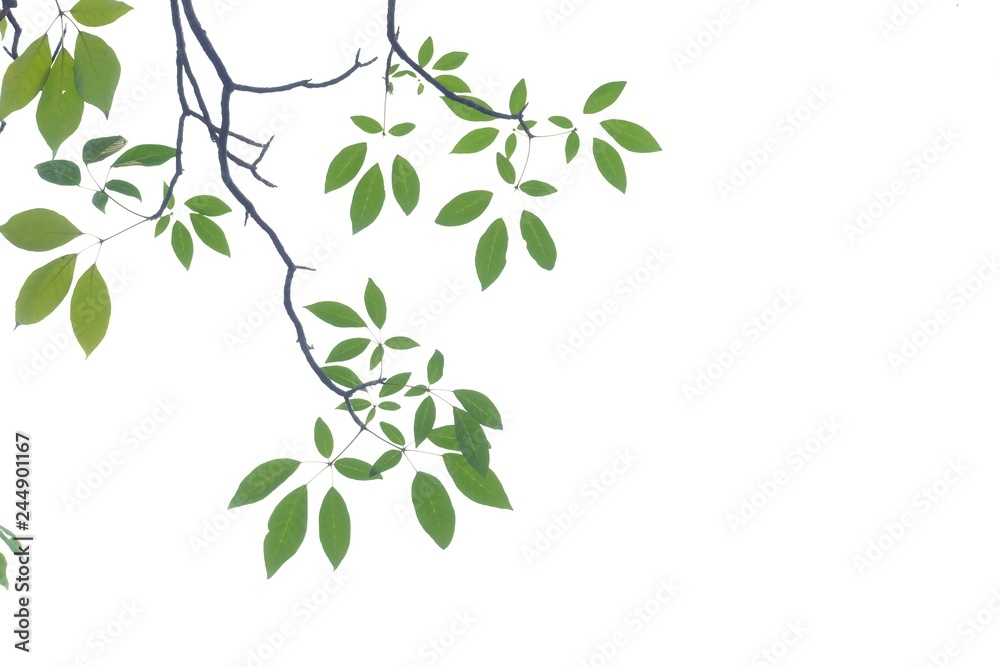 Obraz premium Troprical tree leaves with branches on white isolated background for green foliage backdrop