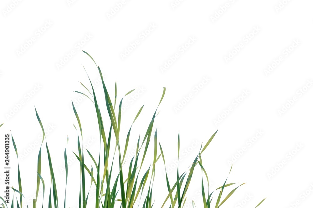 Wild grass plant leaves on white isolated background for green foliage backdrop  - obrazy, fototapety, plakaty 