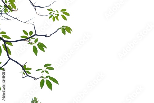 Tropical tree leaves growing in botanical garden on white isolated background for green foliage backdrop 