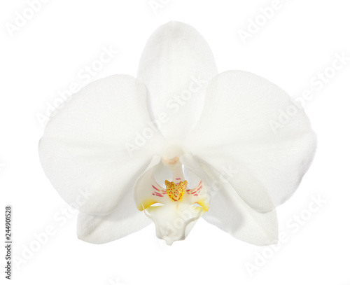 Close-up of beautiful white Orchid flower isolated on  white background.