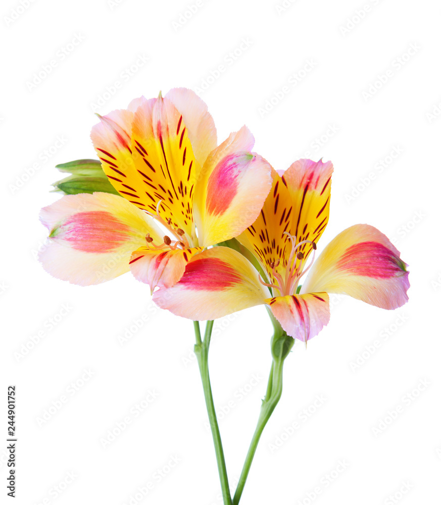 Two flowers of Alstroemeria isolated on white background.